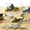 Safari Ltd® TOOB® Sharks